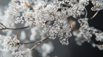 Dried White Flowers Delicate Branches Close Up photo