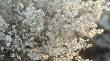 Delicate White Flowers Blooming in Soft Light photo
