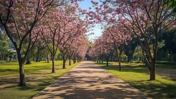 Pink flowering trees line a park pathway photo