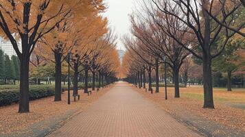 Autumnal Pathway Lined With Golden Trees photo