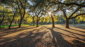 Sunlit Grove Of Trees Casting Long Shadows photo