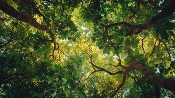 Lush Canopy Of Trees Viewed From Below photo