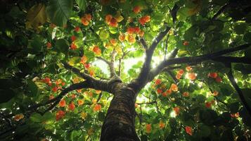 Lush Green Canopy Adorned With Vibrant Orange Blossoms photo