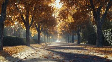 Autumnal Tree Lined Path Golden Leaves Sunlight photo