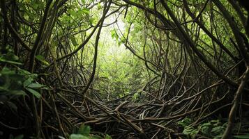 Lush Jungle Canopy With Intertwined Roots And Vines photo