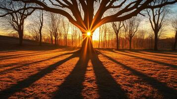 Majestic Oak Tree Silhouette At Sunrise In Autumn photo