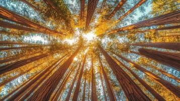 Majestic Redwood Trees Reaching for Sunlight in Autumn photo