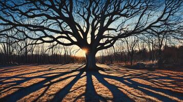 Majestic Oak Tree Silhouette At Sunset Casting Long Shadows photo