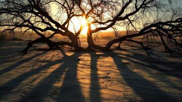 Silhouette Of A Large Tree At Sunset Casting Long Shadows photo