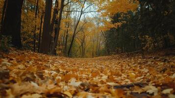 Autumn Path Golden Leaves Forest Floor photo