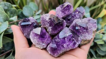 Amethyst Cluster Crystals Held In A Hand photo