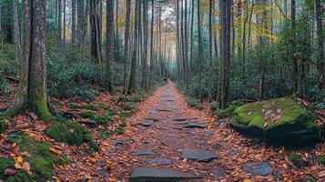 Autumn Forest Stone Path Scenic Trail photo