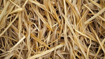 Dried Straw Texture Close Up Image photo
