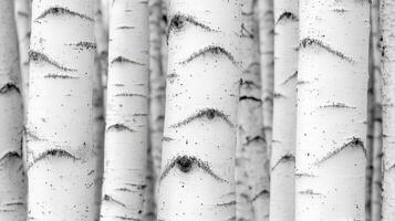 White Birch Tree Trunks In A Forest photo