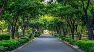 Lush Green Trees Line Park Pathway photo