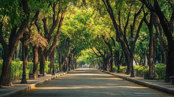 Sunlit Pathway Through Lush Green Tree Lined Park photo
