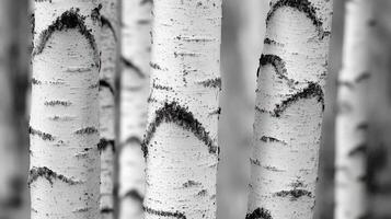 Three birch tree trunks stand closely together photo