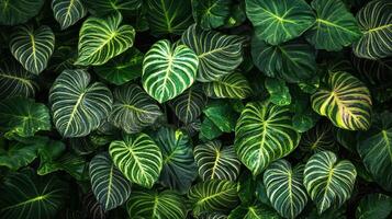 Lush Green Tropical Foliage Background Texture photo