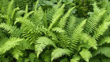 Lush Green Ferns Thriving in Natural Habitat photo