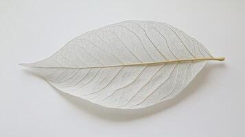 Delicate Skeletonized Leaf on White Background photo