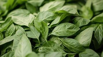 Lush Green Spinach Leaves Close Up View photo
