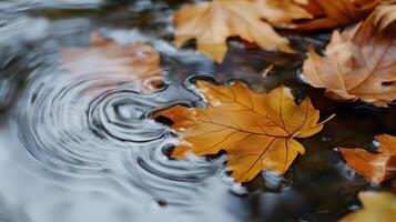 Autumn Leaves Floating On Rippling Water photo