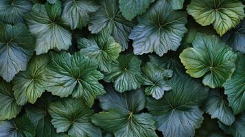 Lush Green Leaves Natural Texture Background photo