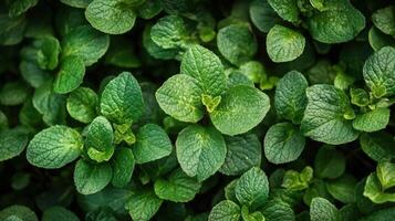 Lush Green Mint Leaves Close Up View photo