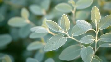 Delicate Sage Leaves Glistening in Soft Sunlight photo