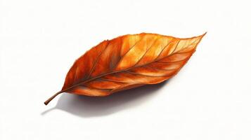 A single orange leaf on a white background photo