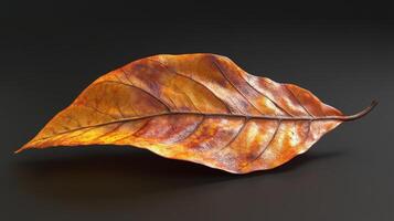 Single Dried Autumn Leaf Isolated On Black Background photo