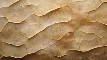 Dried Leaf Texture Detailed Closeup View photo