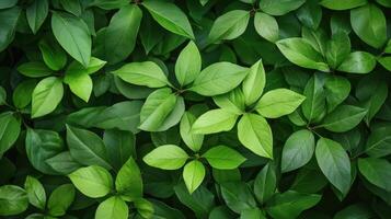 Green leaves on a wall photo