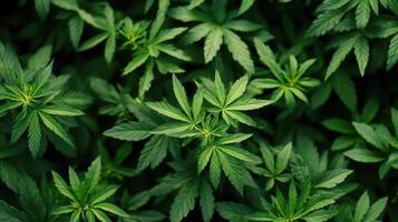 Lush Green Cannabis Plants Growing Abundantly photo