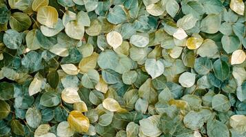 A green wall with many leaves on it photo