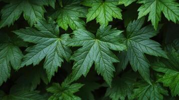 Lush Green Leaves Natural Foliage Background photo