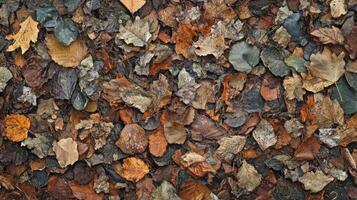 Autumn Leaves Blanket the Forest Floor photo