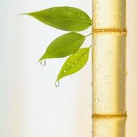 A bamboo stick with water drops on it photo