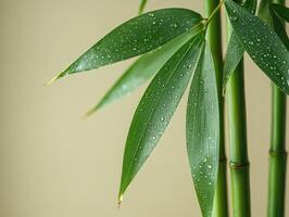 A bamboo plant with water droplets on it photo