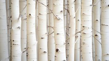 White Aspen Tree Trunks Close Up View photo
