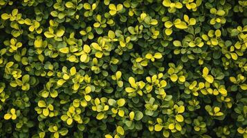 Lush Green and Yellow Foliage Background Texture photo