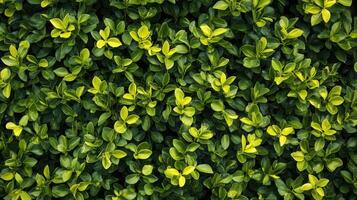 a Lush Green Foliage Dense Leaf Texture Background photo