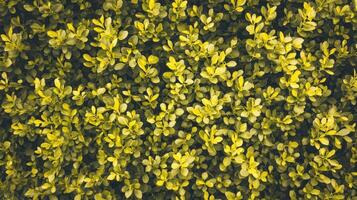 Lush Green Foliage Dense Leaf Texture Background photo