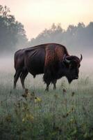 European bison grazing in a misty meadow at dawn photo