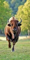 European bison charging through green grassland in natural habitat photo