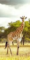Majestic giraffe stands tall in a serene landscape photo