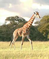 Giraffe walking gracefully in a sunlit savanna landscape photo