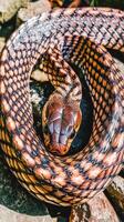 Colorful snake curled up on rocky surface in natural habitat photo