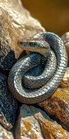 Silver snake resting on textured rocks during daylight hours photo
