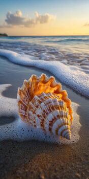 Shell resting on the shore at sunset with gentle waves approaching photo